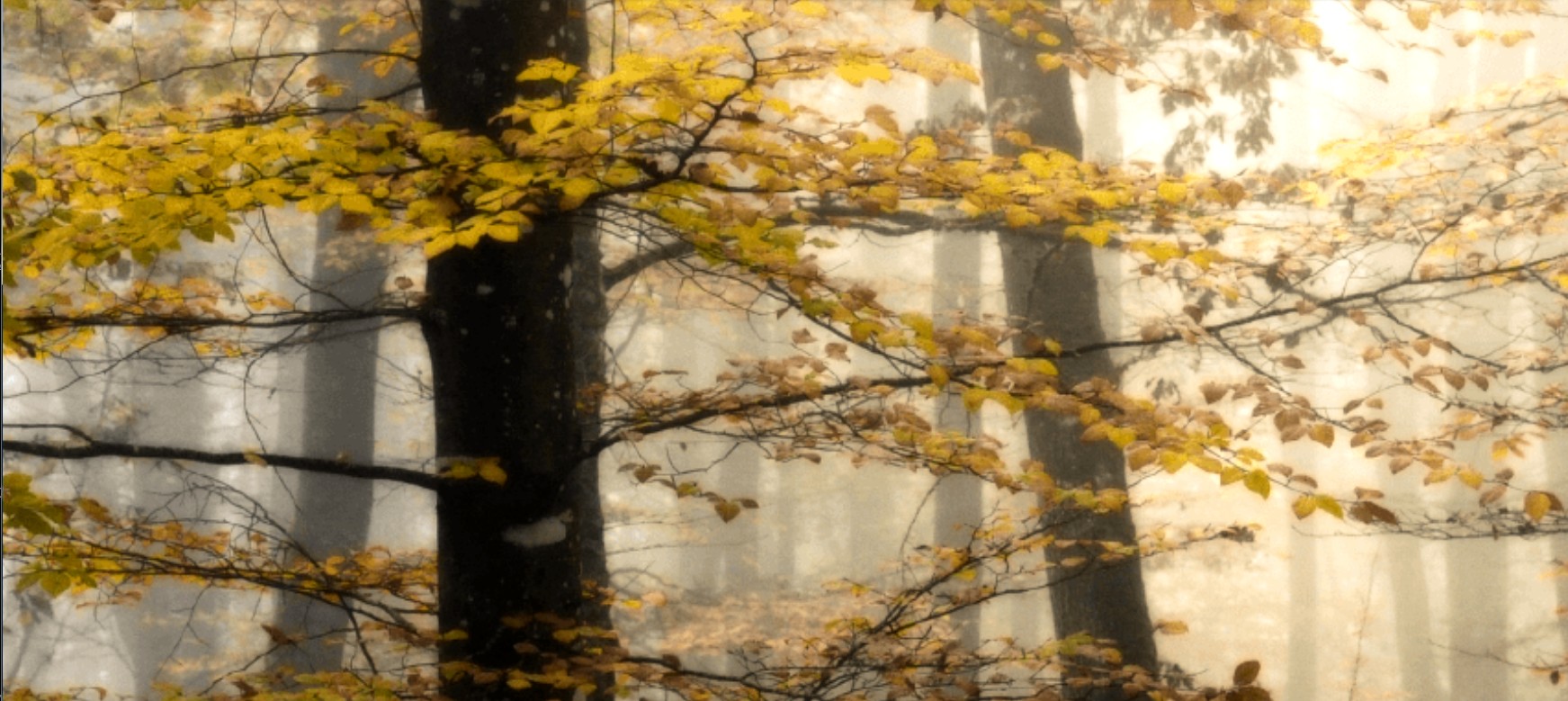 arbres-foret